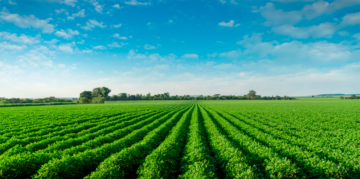 Banner Nutrição vegetal